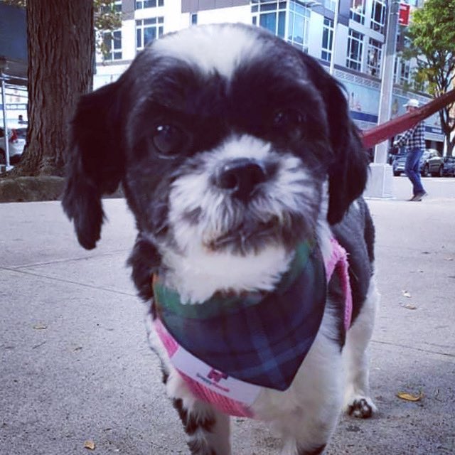snappyrascals's tweet photo. Nikki strutting her stuff in New York wearing her New York City tartan bandana from the Stars &amp; Stripes Collection. 🐾🗽🇺🇸 https://t.co/dcPIokSU9x
