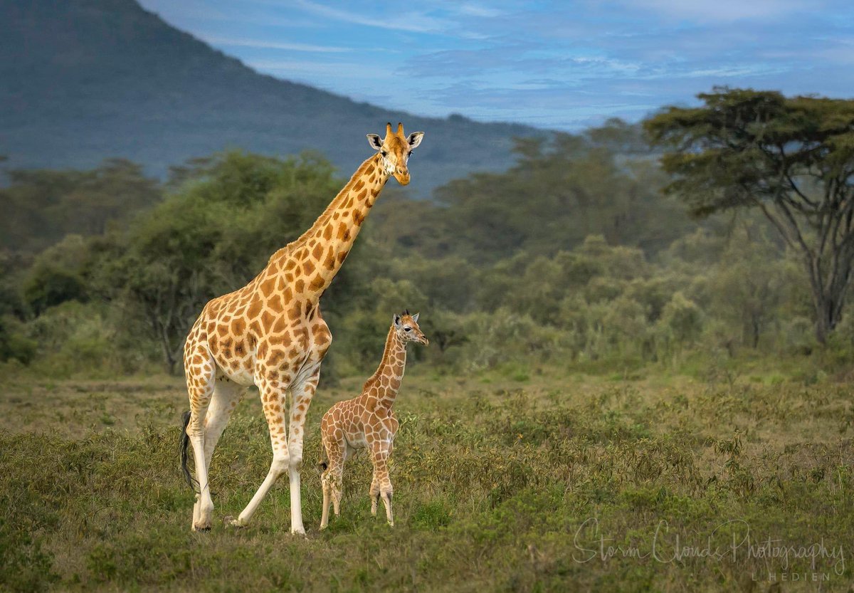 RussellAbrams80's tweet photo. Mama giraffe and her baby on a Kenya Safari

#Kenya #Africa #giraffe #RussellAbrams https://t.co/COsnmyzLXN
