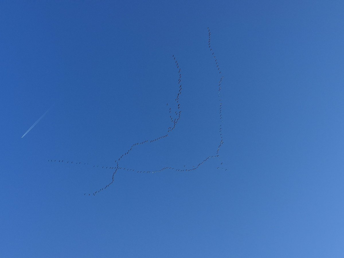 andyesssseydna's tweet image. Hunderte #Zugvögel heute über #Hessen Richtung Südwesten.

#WinterIsComming