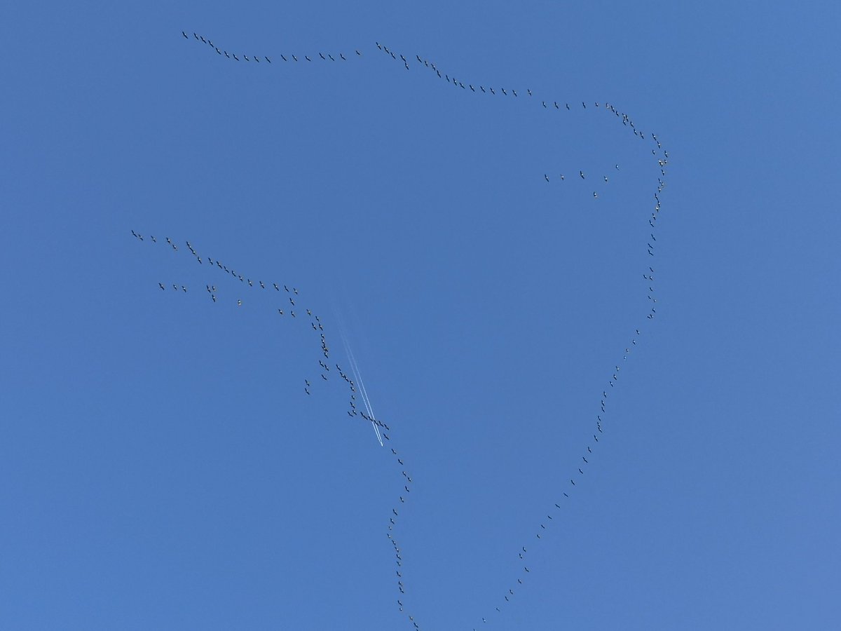 andyesssseydna's tweet image. Hunderte #Zugvögel heute über #Hessen Richtung Südwesten.

#WinterIsComming