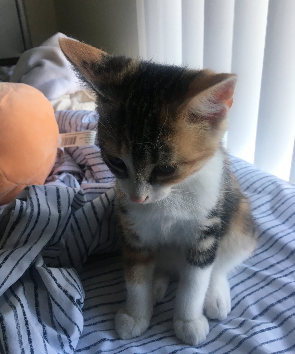 nethmmii's tweet photo. update: i’m a mother https://t.co/Q2VNCjYzvR