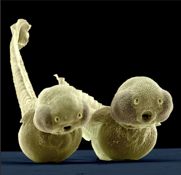 Die sehen ja lustig aus 😃 Das sind Fischlarven vom Zebrafisch