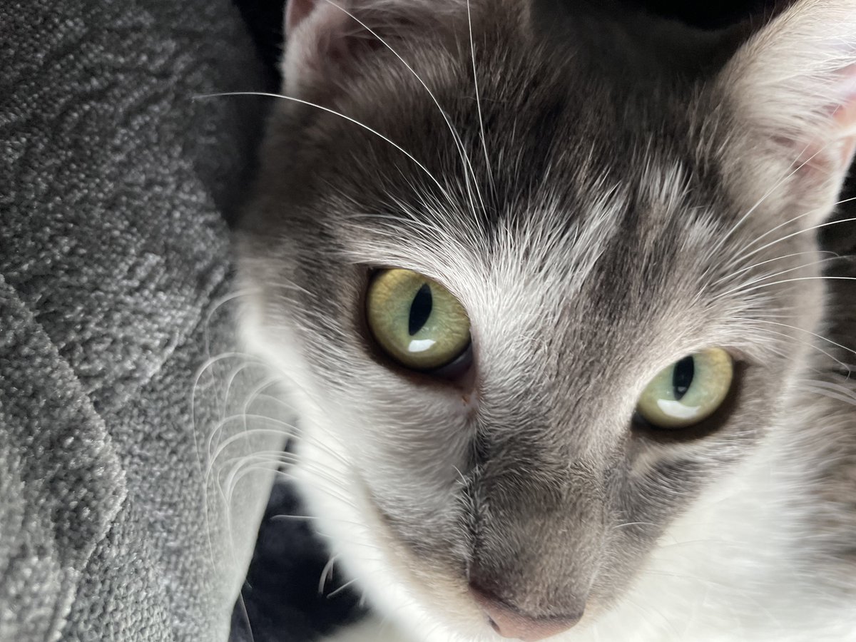 J'vous ai déjà montré mon gava ?