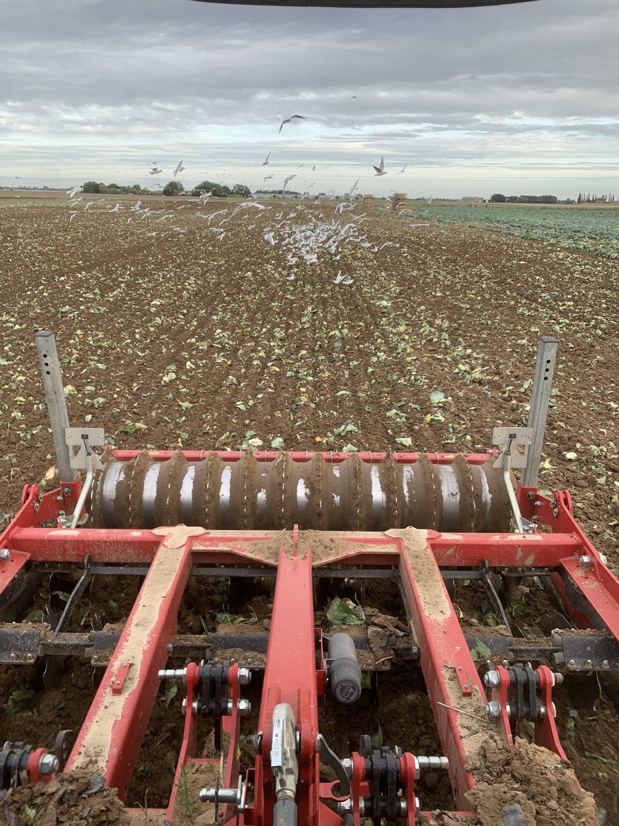 wigtoftfarmer's tweet photo. Dutch Cabbage to wheat seedbed in two passes.๐ค๐ป#simbaxpress #sumotrio https://t.co/g61vqUvvBV
