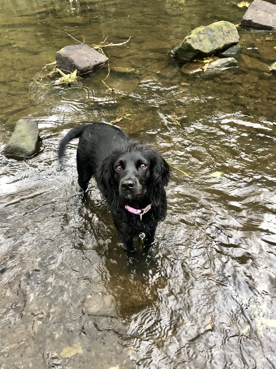 beck_1810's tweet photo. Love where I live 🖤 #lexi #borrowed #workingcockerspaniel #spanielsoftwitter https://t.co/kJYaKHi5xR