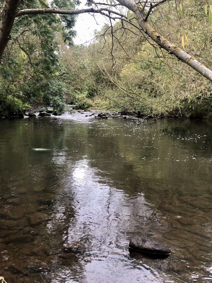 beck_1810's tweet photo. Love where I live 🖤 #lexi #borrowed #workingcockerspaniel #spanielsoftwitter https://t.co/kJYaKHi5xR