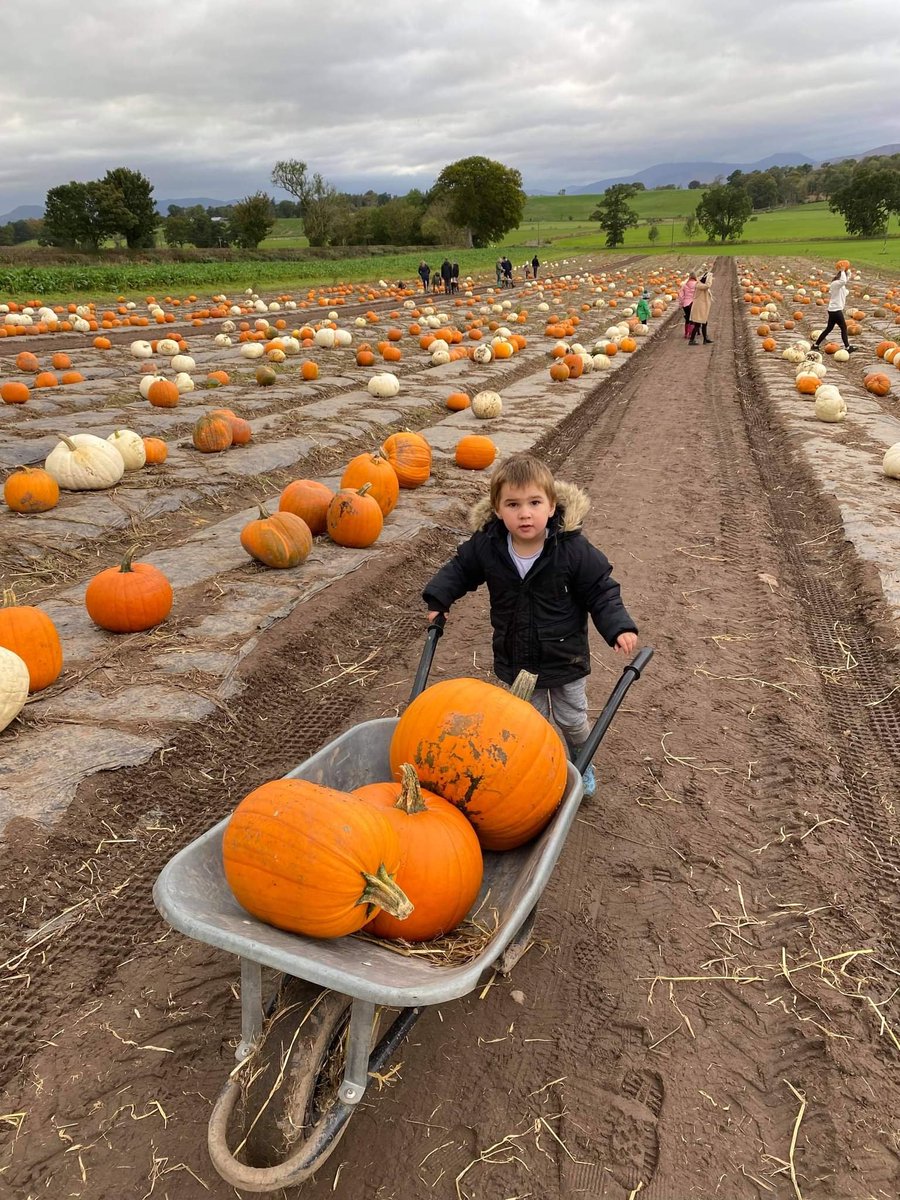 Conall enjoying pumpkin picking @beanxnursery