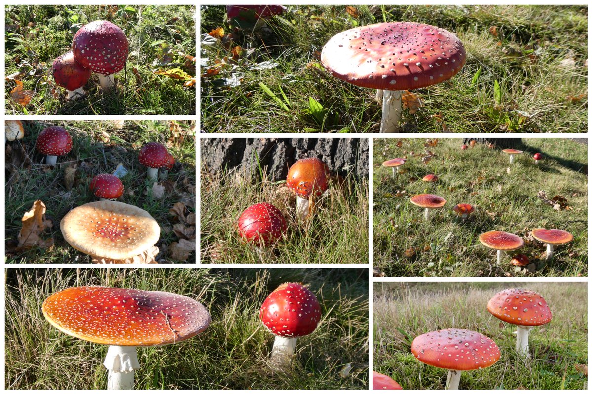 carovdster's tweet photo. Vindplaats van verrassend veel vliegenzwammen! 🍄 #vrolijkvan https://t.co/VyzCukEXmX