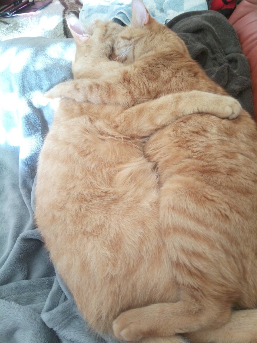 Meine Goldstücke 😍. Sind schon seit 4Jahren bei uns. Und sie lieben sich immer noch. ❤️