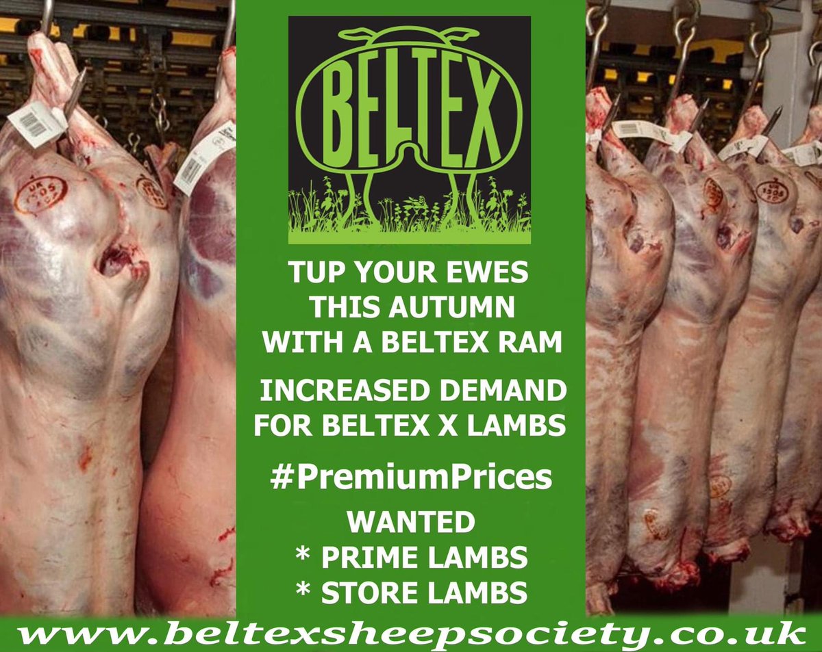 Beltex Sheep Society tweet media