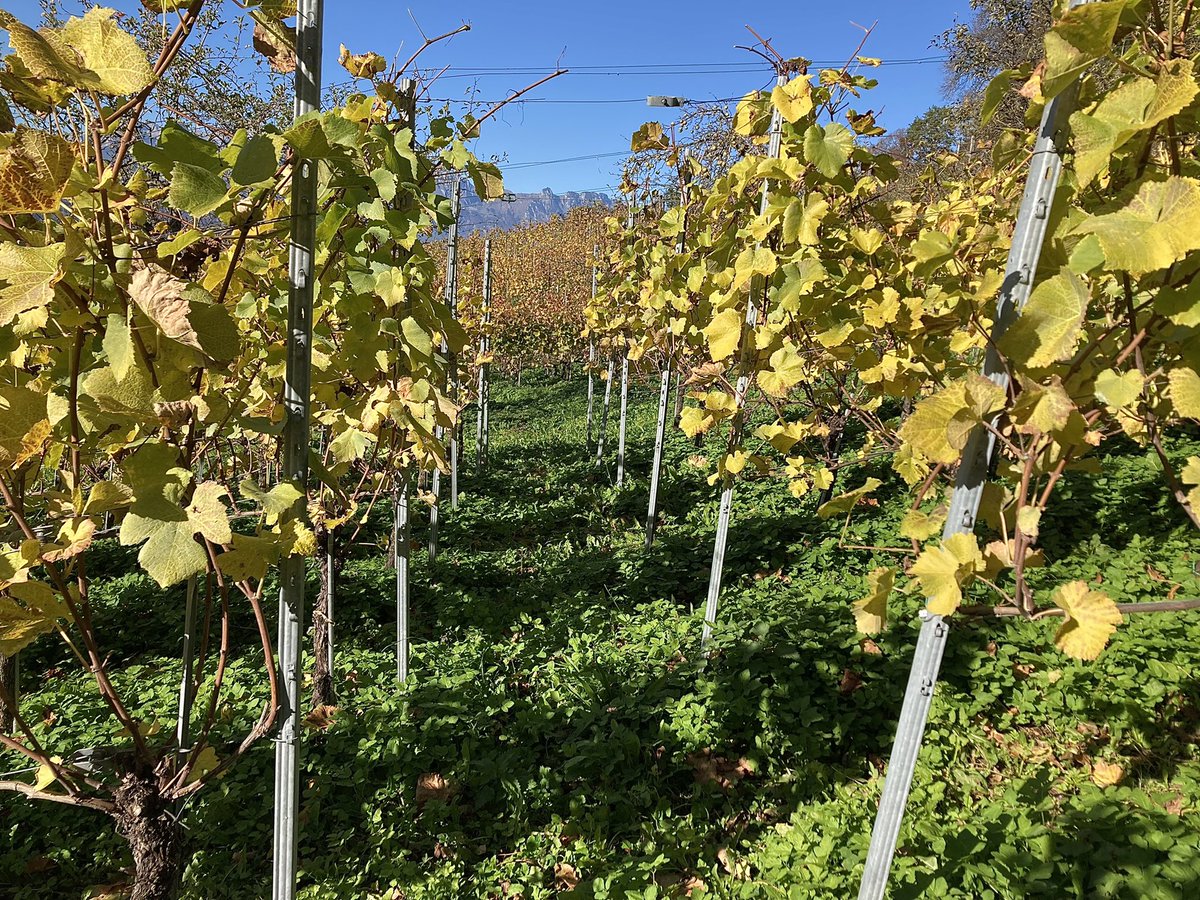 GoepfB's tweet image. Nach dem Wimmeln, Ruhe im Wingert und Arbeit im Keller