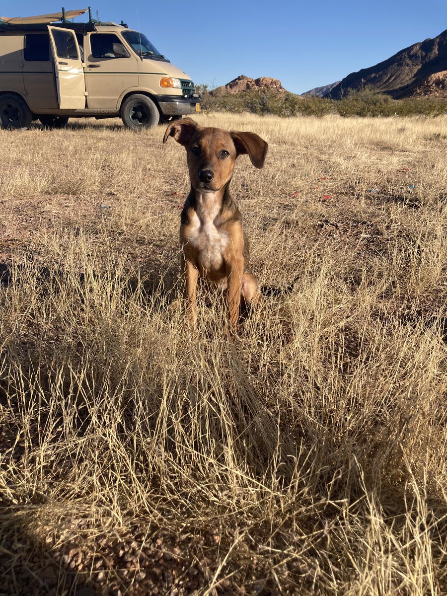 Space_CWA's tweet image. Doggy photo shoot