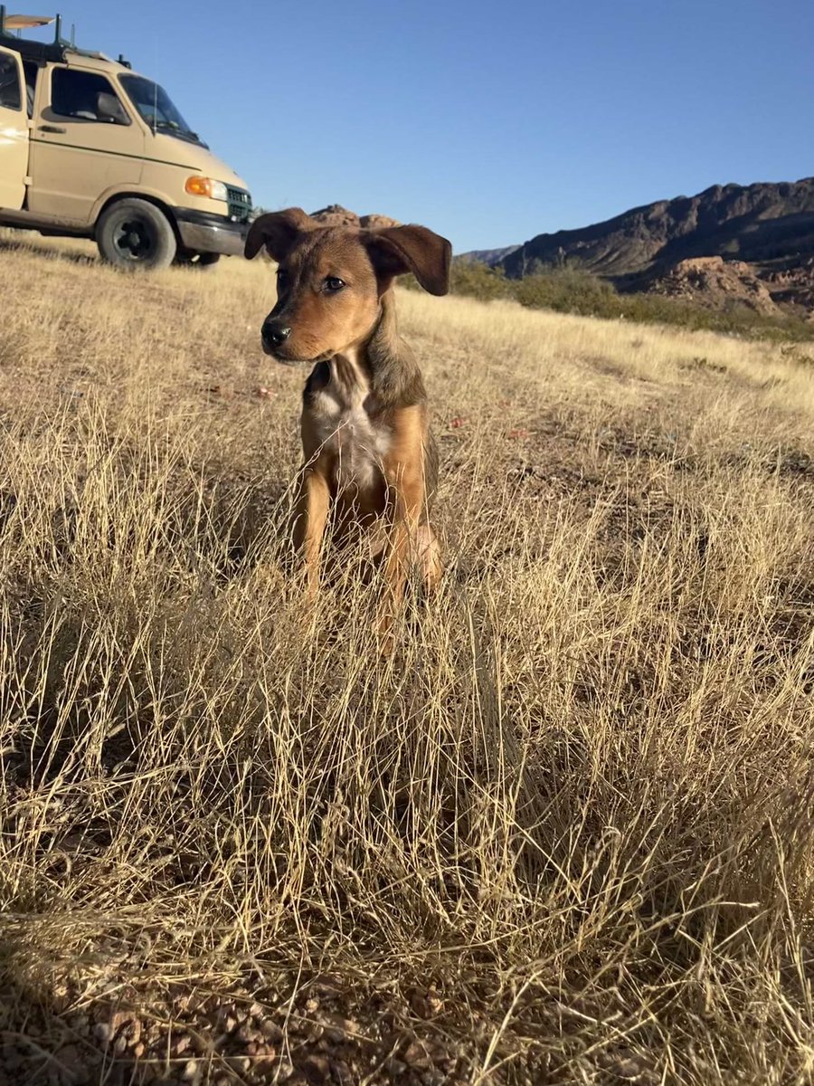 Space_CWA's tweet image. Doggy photo shoot