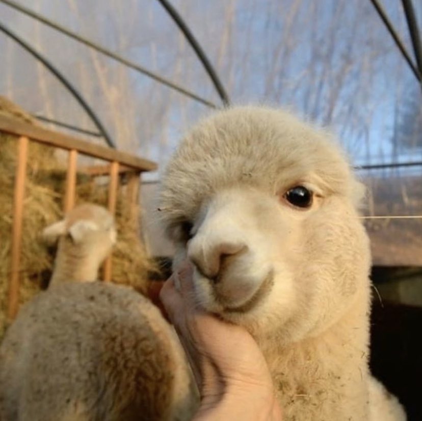 iisel96's tweet photo. Lo mejor que me ha pasado esta semana ha sido descubrir lo maravillosamente adorable que son las alpacas.
Quiero llorar... https://t.co/1t2LJ3Esk1