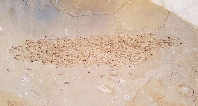 This limestone shale slab from the Eocene Epoch captures a mass of 259 fish apparently swimming in the same direction and somehow frozen in time together 50 million years ago. This suggests that swimming in schools developed at least at that time ow.ly/6LPZ50vQWhI