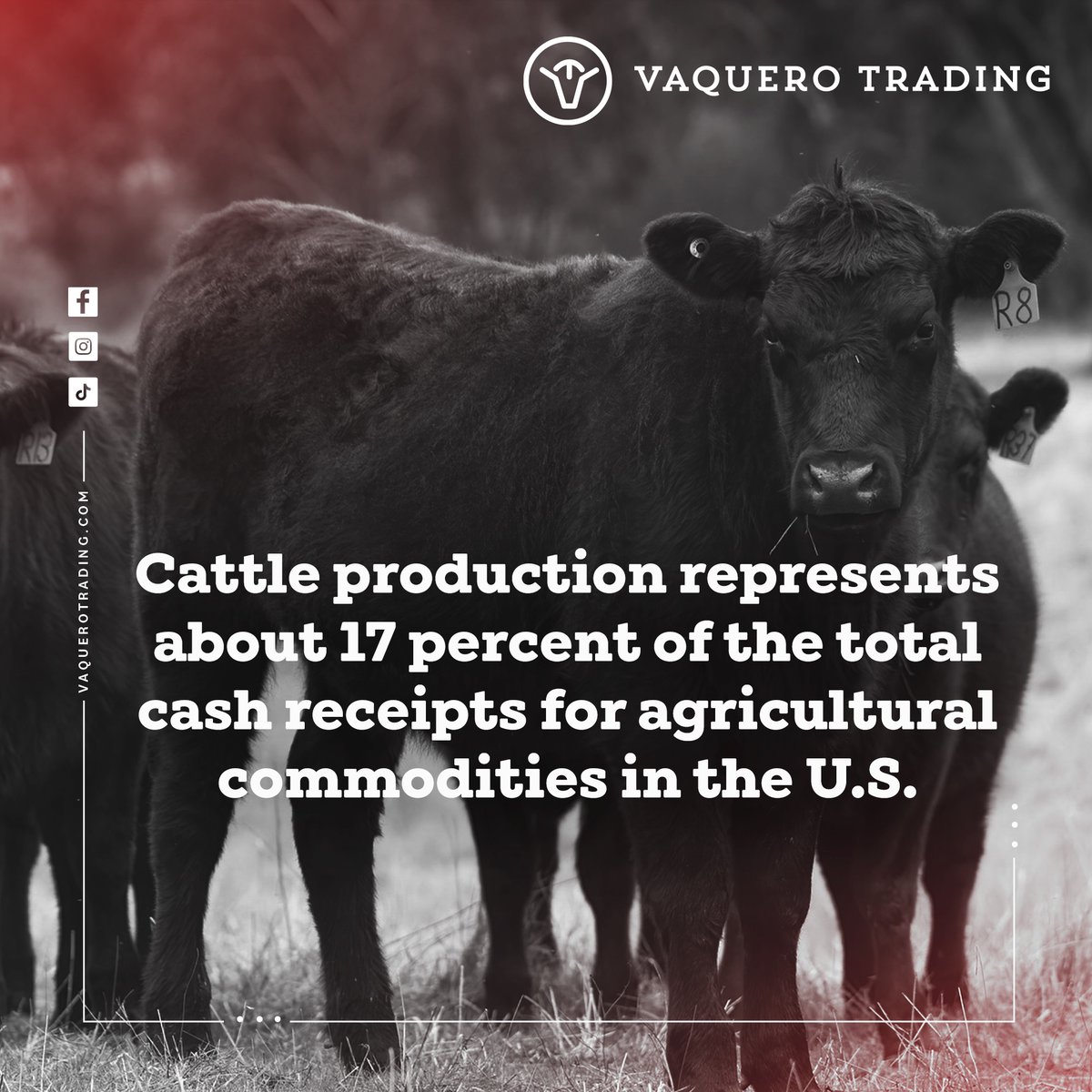 TradingVaquero's tweet photo. Cattle production is a big contributor to the U.S. economy!
Visit our website 🌐https://t.co/7rzLaU1xy7

#Mexicancattle #CountryLife #feeder #angus #redangus #blackangus #bovines #livestock #feedercattle #share #Vaquerotales #Cattletales #Cowboytales https://t.co/ykZIksl7dj