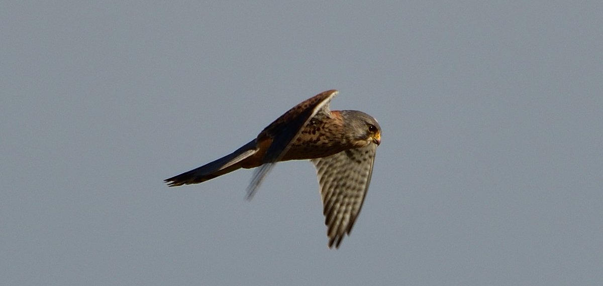 Kestrel out at Barns Ness Lighthouse, Dunbar.