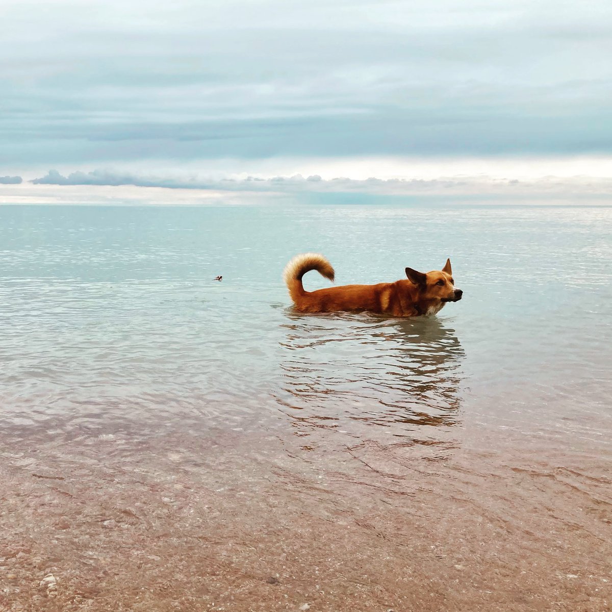 riley_roo_dog's tweet photo. Happy weekend friends! We went to the beach yesterday. 🌊 #LakeLife #LakeHuron #JustKeepSwimming #GreatLakes #WetDog #weekend #DogsOfCanada #BigRedDog #OntSouthwest #OntBlueCoast🌊 #RileyRooDog https://t.co/f6hUsLN2vo