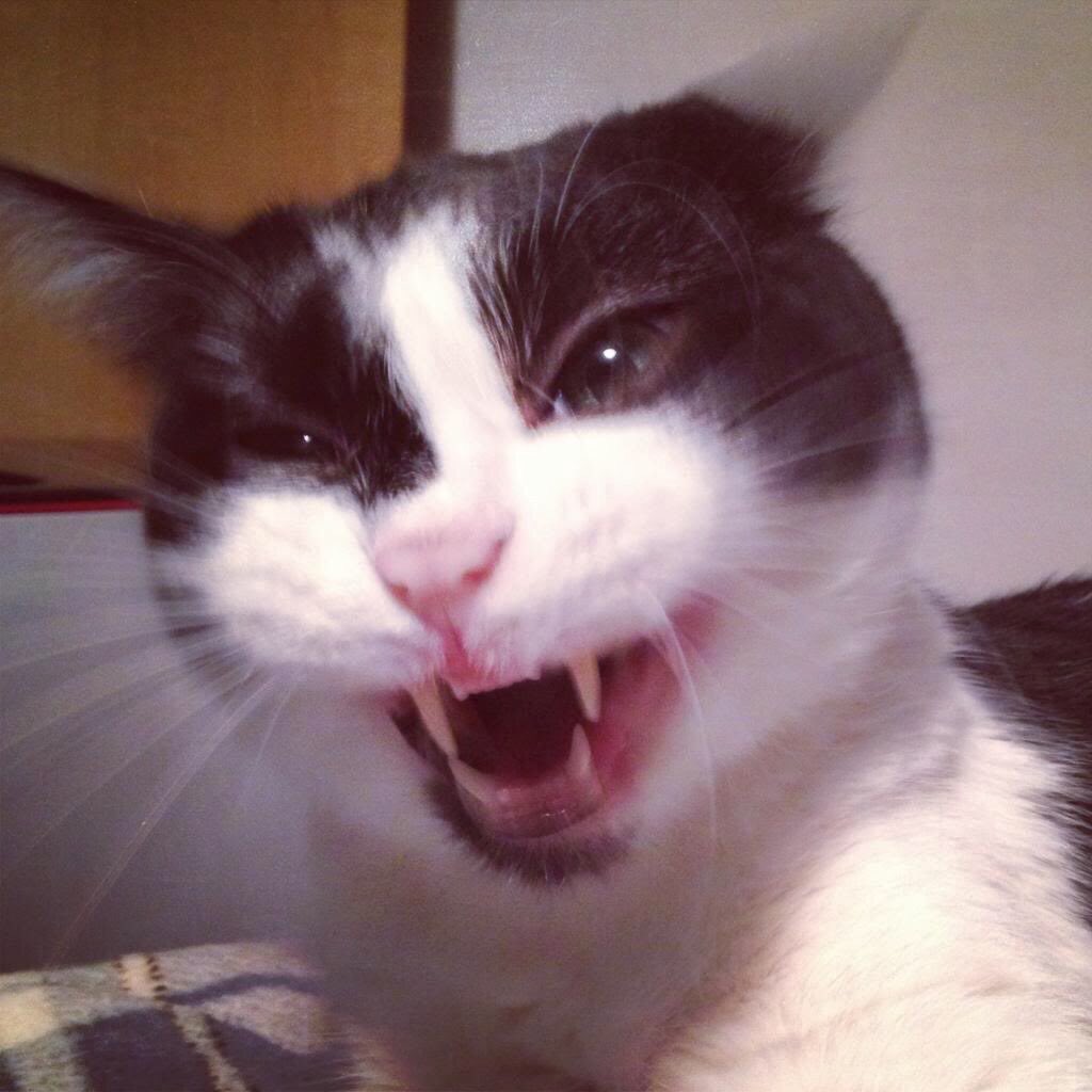 mysmallself's tweet photo. @BitchestheCat Agreed https://t.co/ANvCwhHBPN
