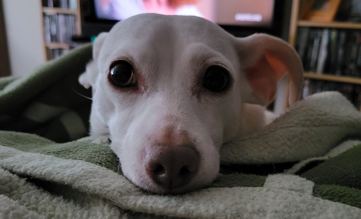 ChiweenieLizzy's tweet photo. Ready for my #SundayBoop ππΎβ€
#dogsoftwitter #chiweenie #boopmynose #boop #SleepySunday https://t.co/CCpXzMkSJ7