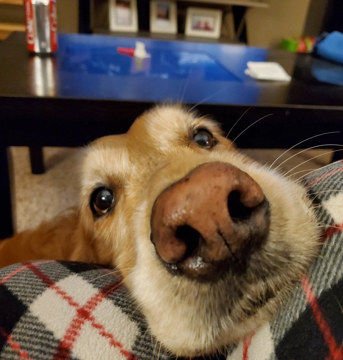 OMyBo12's tweet image. Life is this good 
#snootaboop