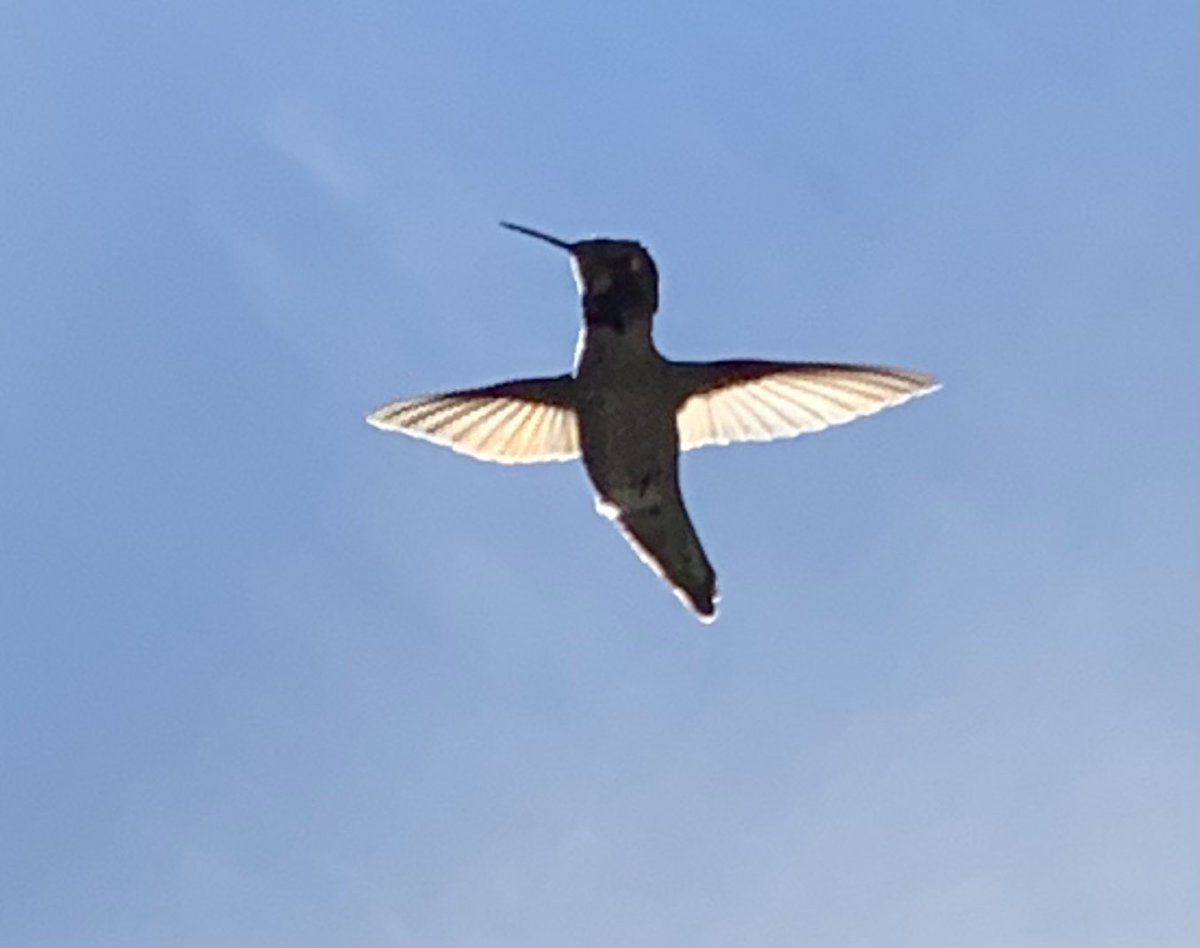 #hummingbird

5 minute #hummingbirdmeditation at 9 am pacific

It's all about #mindfulness

Free your mind at least once a day

Do your #meditation your way

And just be

Ser y dejar ser

Se el colibrí

Be the hummingbird 

#meditate
#meditación
#bethehummingbird