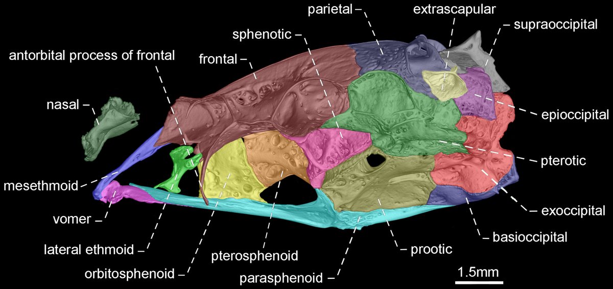 Davidefishes's tweet photo. New paper alert! Morphology‐based phylogeny of glass knifefishes⚡️⚡️⚡️ #JZSER

https://t.co/IaTUXhWUsW

Led by my former PhD student Gui Dutra⚡️ it highlights the critical role played by a diverse set of anatomical characters on phylogenetic reconstructions @AgenciaFAPESP @NMNH https://t.co/HVRoqo86uE