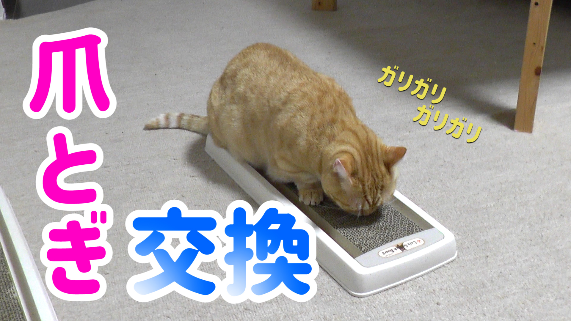 猫凶暴化 Twitter Search Twitter