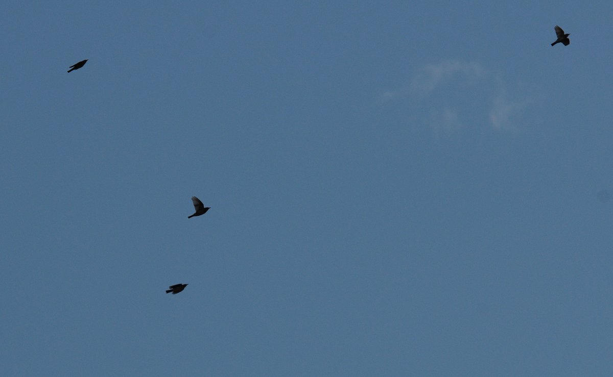 wildrainsbrook's tweet photo. 2. Vis Mig from Colemans this morning with @DarranRickards - Starling 1072, Chaffinch 453, Brambling 20, Siskin 32, Redwing 263, Skylark 121, Common Gull 181, LB-b Gull 67 + single Mistle and Song Thrush the best of it. https://t.co/67G6x4vG9k