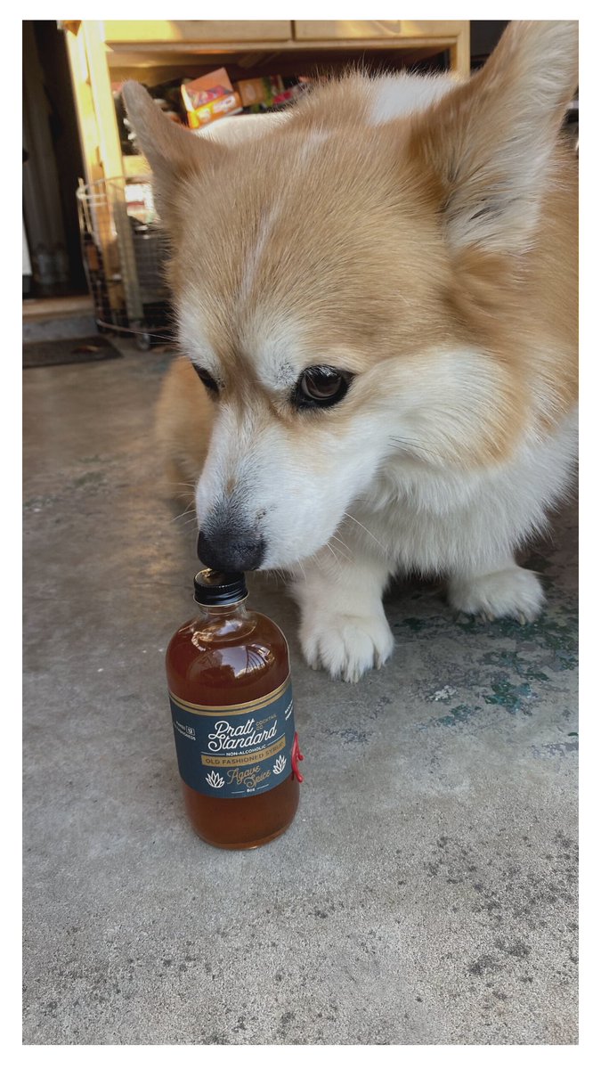 Pratt_Standard's tweet photo. Apollo has a nose for it 😉 https://t.co/um5MxEjAdf