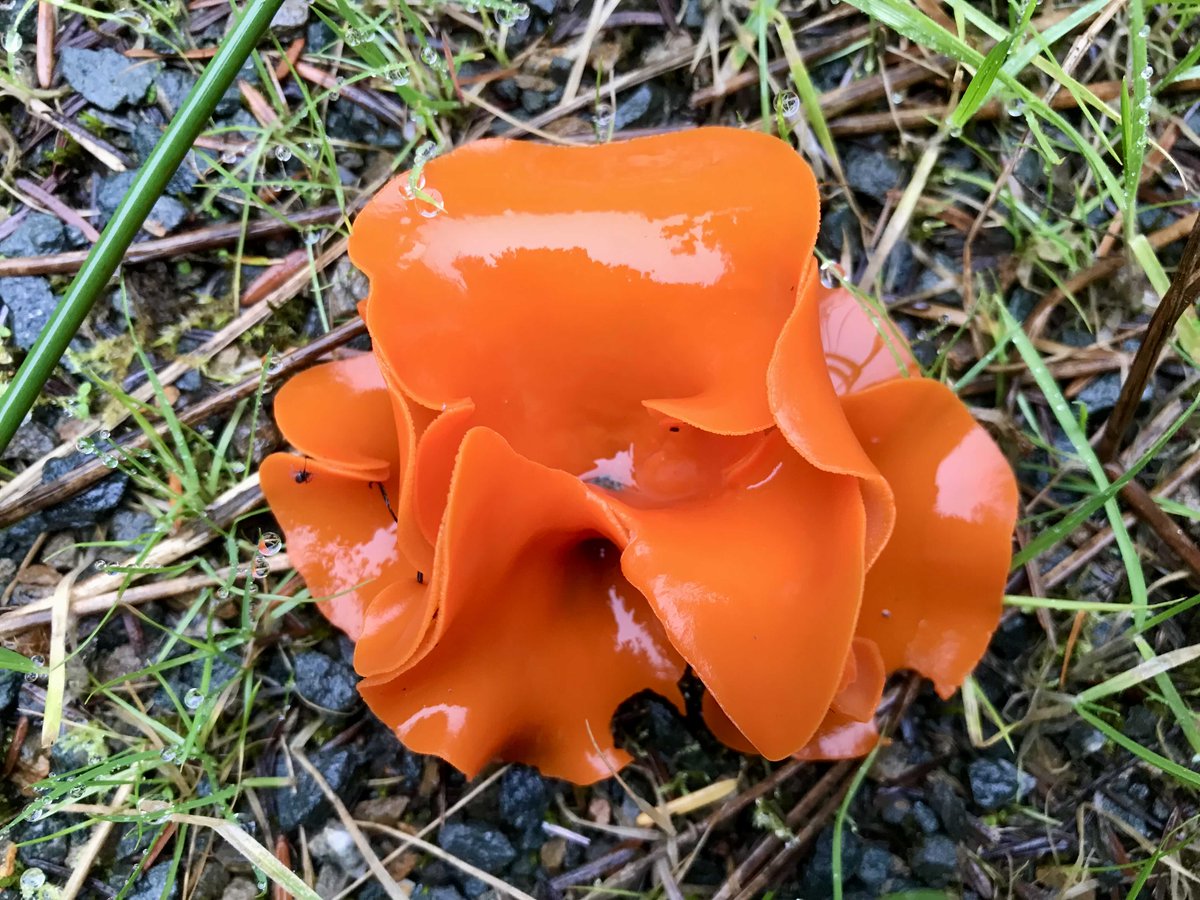 LiamHMorton's tweet photo. Some fungal sightings (plus Drimys andina) from recent visits to Benmore Botanic Garden and Kilmun Arboretum. First time seeing orange peel fungus! https://t.co/KLGF9Hy85E