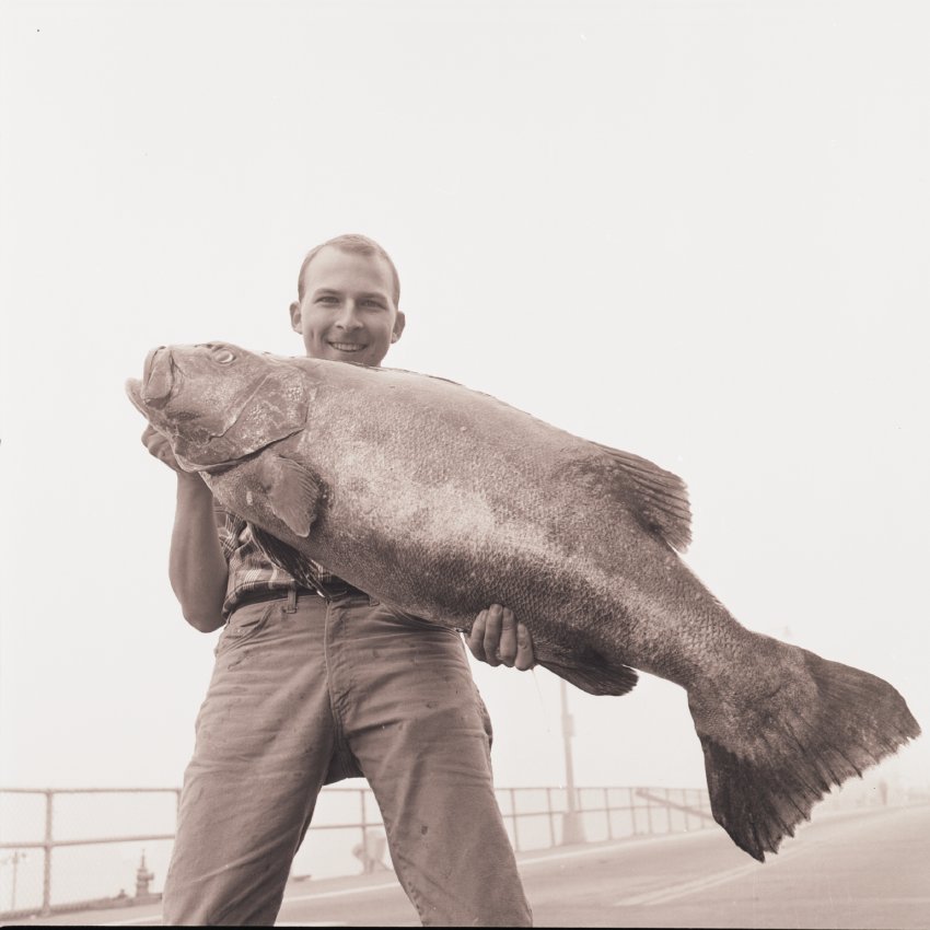 SMHistoryMuseum's tweet photo. Big Fish, can you image the tale that came with it?
From our Bill Beebe Collection, 1968.
#SantaMonica #LosAngeles #California #History #Fishing #FishTale
#Vintage #Photography #bnwphoto
ID2014.3.1943 https://t.co/G11rm2WOF1