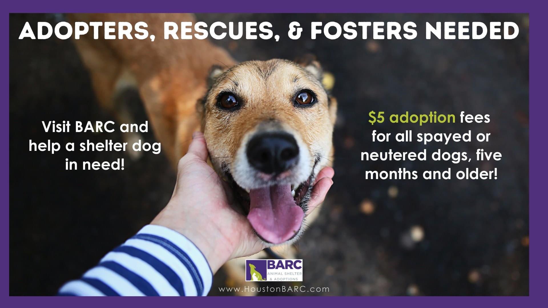 BARC Animal Shelter & Adoptions