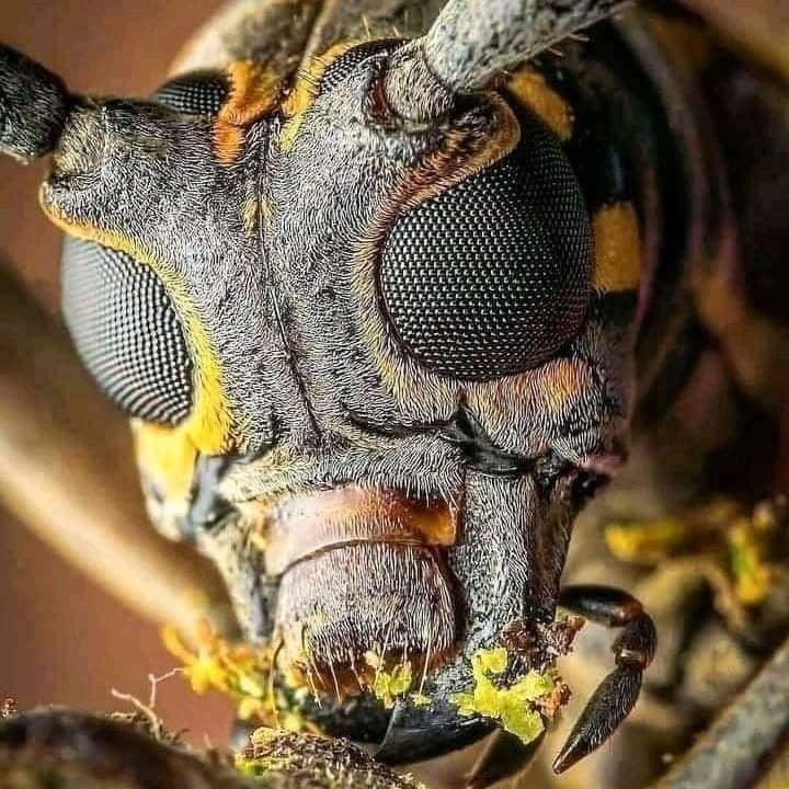 Ahmadul82596161's tweet photo. A Honeybee 🐝 Shot on a High Resolution Microscope Camera. 
Such Is Allah's Creation. 
SUBHAN ALLAH ❤️                           একটি মৌমাছি 🐝 একটি উচ্চ রেজোলিউশন মাইক্রোস্কোপ ক্যামেরায় শট।

 এমনই আল্লাহর সৃষ্টি।

 সুবহান আল্লাহ ❤️ https://t.co/3G8RTRlWoK