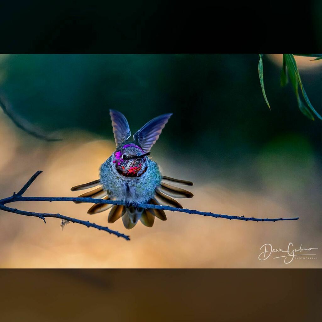 Hummingbird flexing while hanging out. 

#your_best_birds_shots #your_best_bird #your_best_birdshot #nature_worldwide_birds #hummingbird #hummingbirdsofinstagram #hummingbirds #hummingbird_spot #bb_of_instagram #bb_of_ig #ucscaboretum #santacruz #best_bi… instagr.am/p/CVauoUmJc9T/