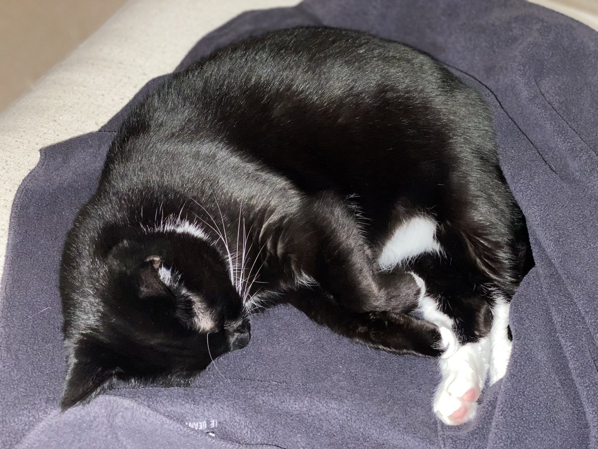Shadow41369867's tweet photo. #lazysunday #CatsOfTwitter #cat #cats #tuxedocat https://t.co/yE2L833MRO