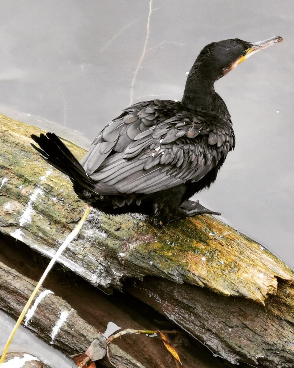 CommsBreakdown's tweet image. When you're about to take a lovely closeup of a cormorant...and then it does the world's biggest and messiest poo!! 💩😂
-
#cormorant #birds #birdpoo #nature #rivers #hertford #igersherts #igersuk