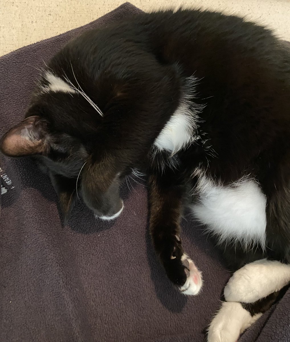 Shadow41369867's tweet photo. #kittensoftwitter Paparazzi stop! No more pics today #picoftheday #cat #CatsOfTwitter #CatsLover #kitten https://t.co/KFkz73XAfV