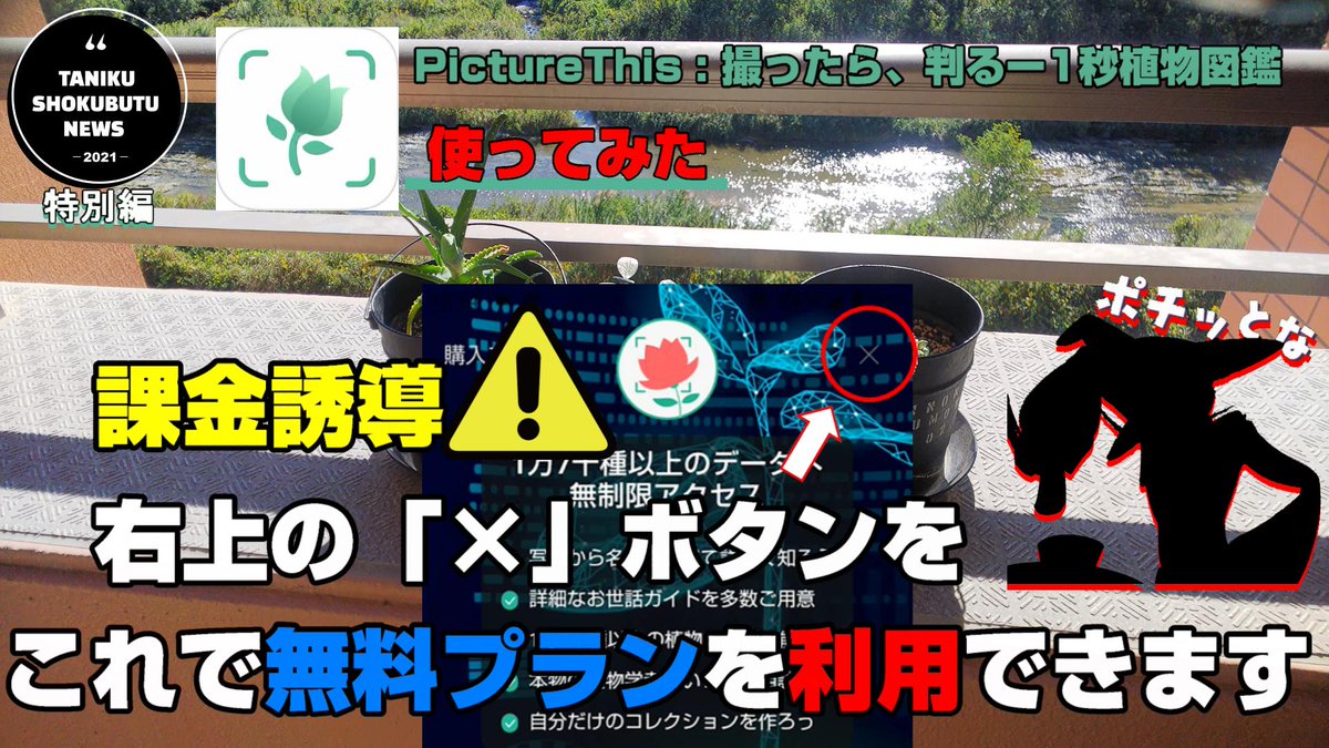 Masakei パーパイル Bhoobo65iupjyql Twitter