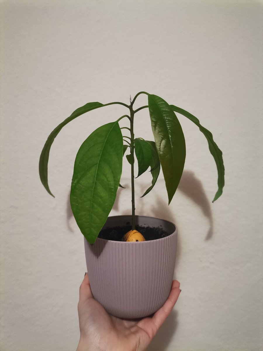 🥑💚