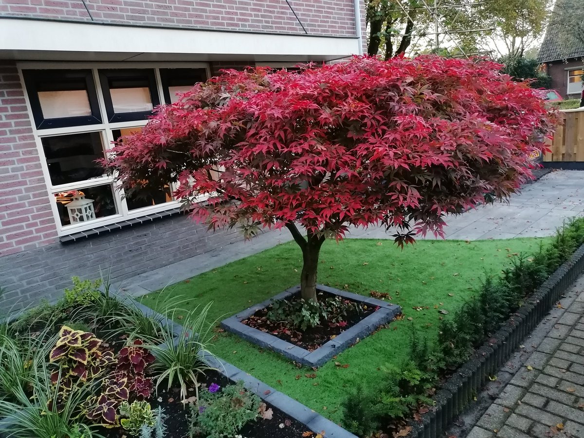 Herfstkleuren in de voortuin.