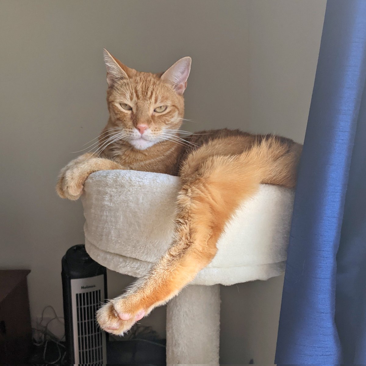 kel_wheels's tweet photo. He's sexy and he knows it.
#toph
#caturday
#orangetabby
#sultrygaze
#ormaybejudgy
#couldbeboth https://t.co/lIGGPFJ5YA