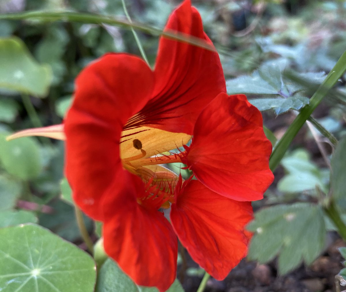 One Nasturtium left. But a beautiful one ♥️♥️♥️

#nannysgardenworld 

#nasturtium #nasturtiums #flowers #garden #sundayflowers #flowerhunting #edibleflowers #prettyflower #photography #PhotoOfTheDay