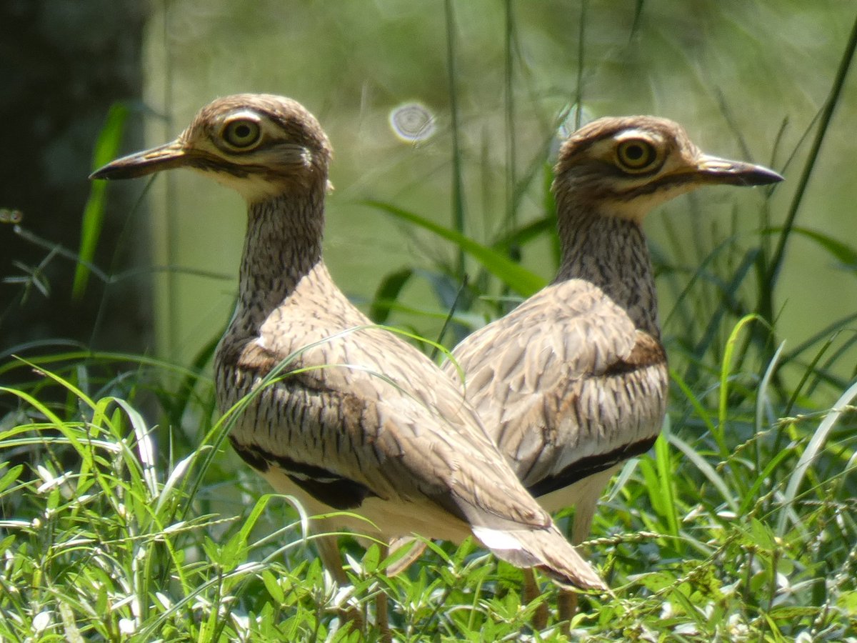 kumikokomatsuba's tweet photo. #senegalthickknee #stonecurlew #コイシチドリ #イシチドリ #チドリ #千鳥 #birding #birdingafrica #birdwatching #birds #birdlover #birdpair #legonbotanicalgardens #universityofghana #accra #ghana #africa #野鳥 #野鳥撮影 #レゴン #アクラ #ガーナ #アフリカ https://t.co/RjEjNJzwfS