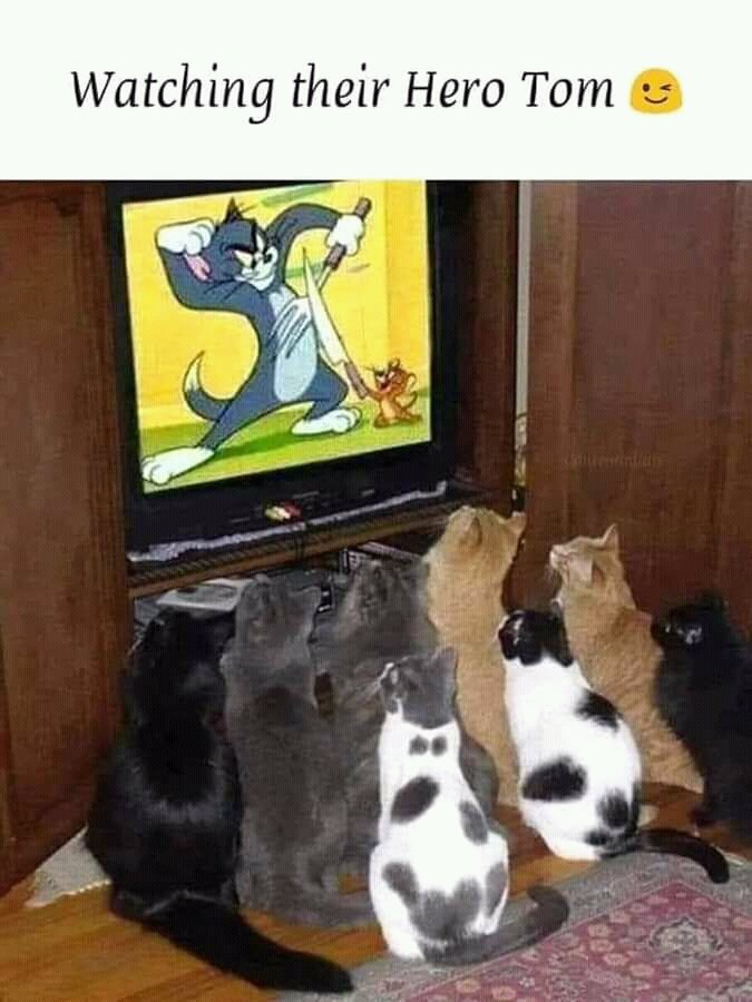 #TheCatTaughtMe
What he and his friends like to watch. 😻