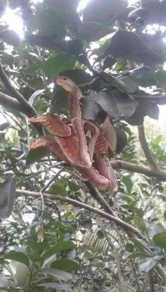 Oddsbodikins's tweet photo. miren a esta mariposa no puede ser https://t.co/gzUscVVd3g