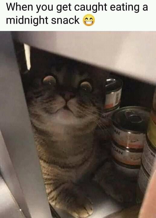 #TheCatTaughtMe
His midnight snack routine, by accident. 😄😄