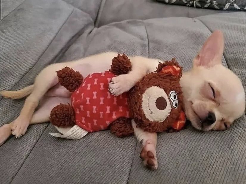 SuavesLomitos's tweet photo. Domingo de bajón 😩🐶 https://t.co/w8ENda2XZv