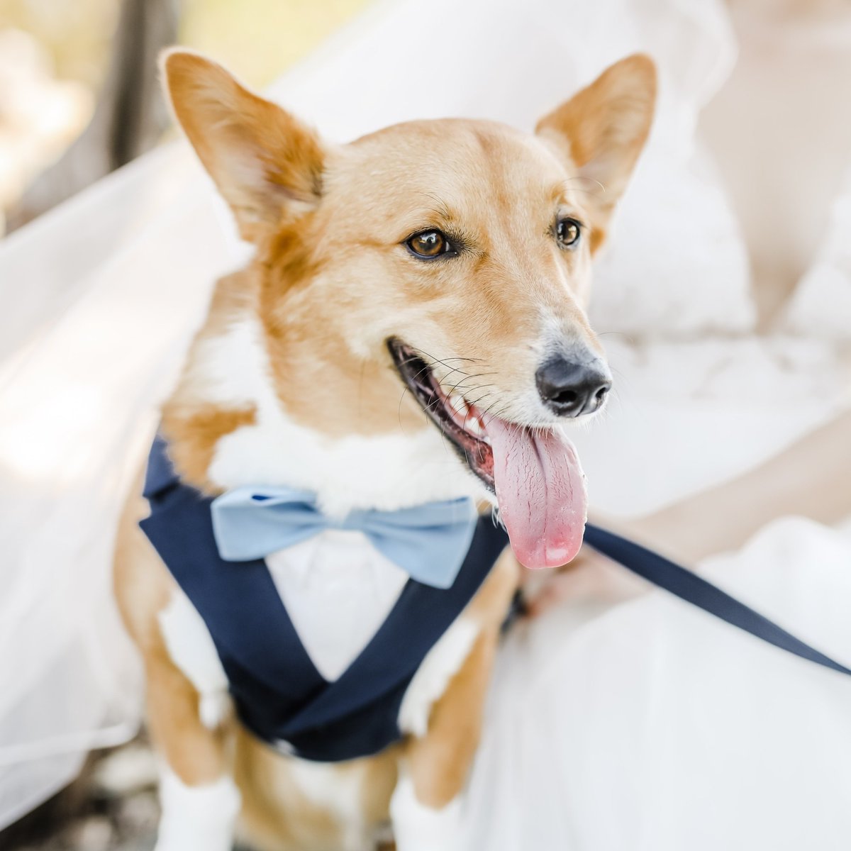 bowpawtie's tweet photo. The most beautiful emotions are those that you cannot explain.
#handcrafted #madeinitaly #etsy #etsyshop  
#wedding #weddingideas #weddinginspiration 
#weddingday #weddingdesign #weddingdogs
#ringholder #dogringbearer #dogsoftwitter #dogofhonor #dogapparel #dogsofweddings #corgi https://t.co/AHPqn6YQtJ