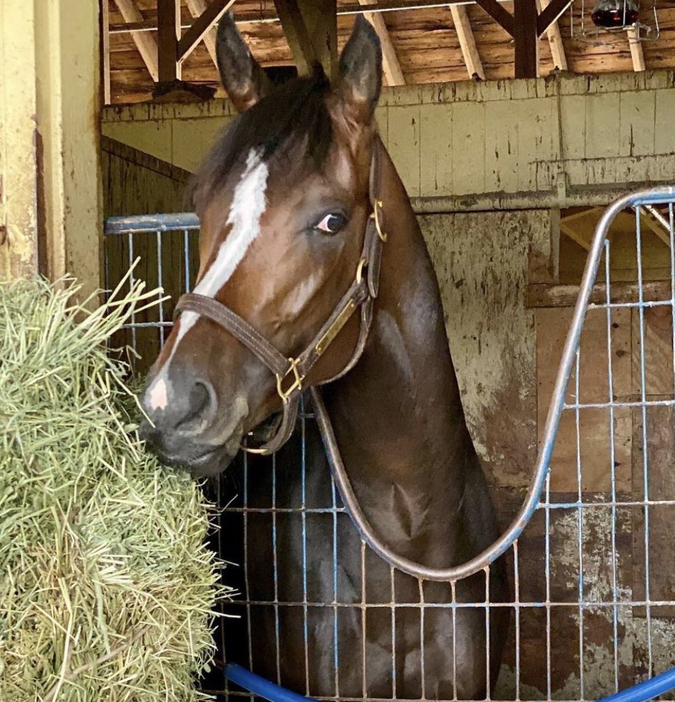 Max Player is almost ready for his @BreedersCup Classic start in two weeks!  Our colt is getting pumped up!
@AnnestesFarms @sport_blx https://t.co/3MWoQtwziO